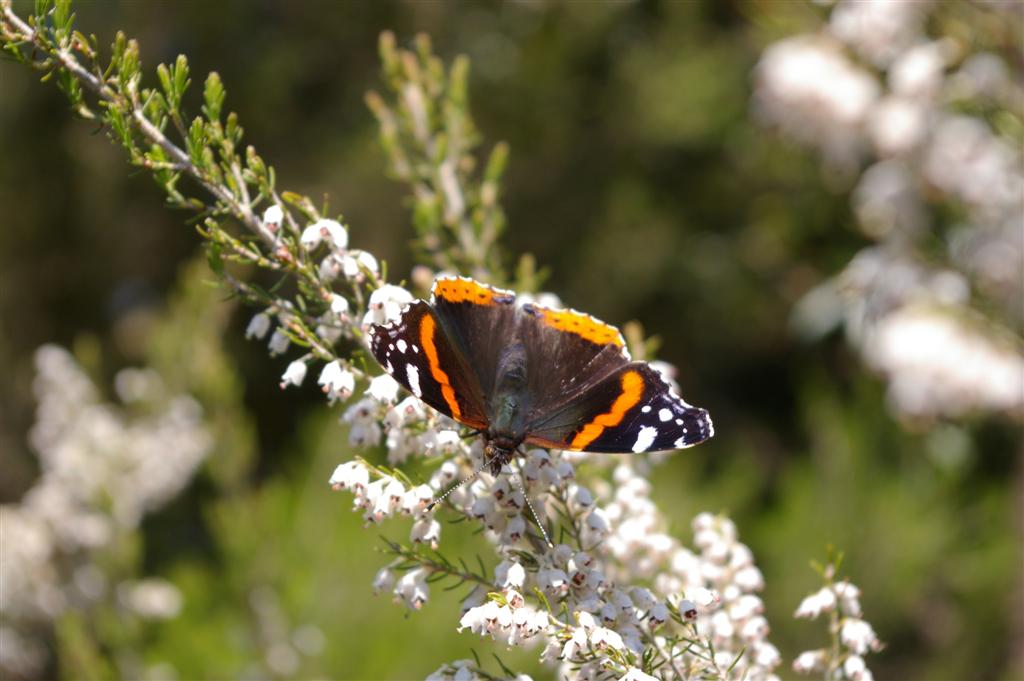 Vanessa atalanta